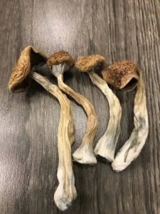 Top UK Websites to Buy Psychedelic Mushrooms Safely
