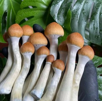 Fresh and Legal? Navigating UK Magic Mushrooms Laws