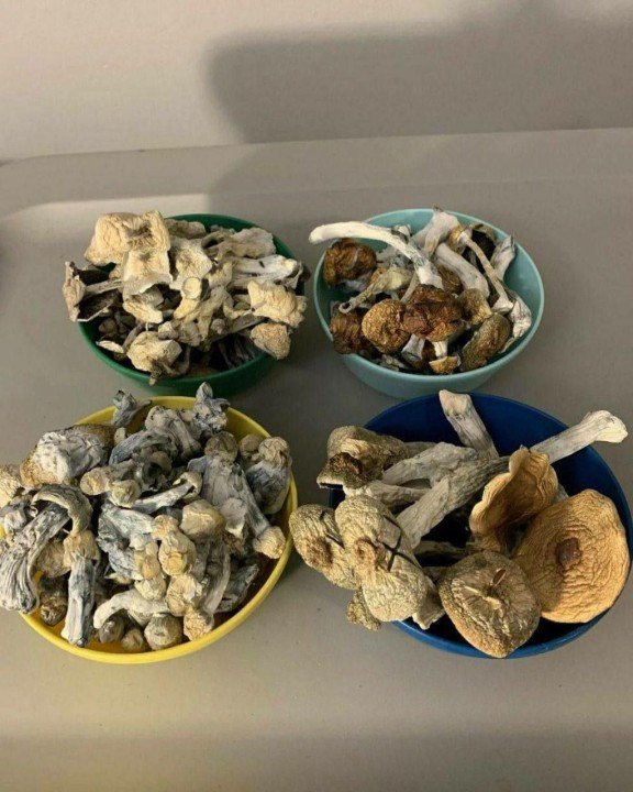 Secret Shroom Shops: Hidden Gems for Fresh Magic Mushrooms in UK