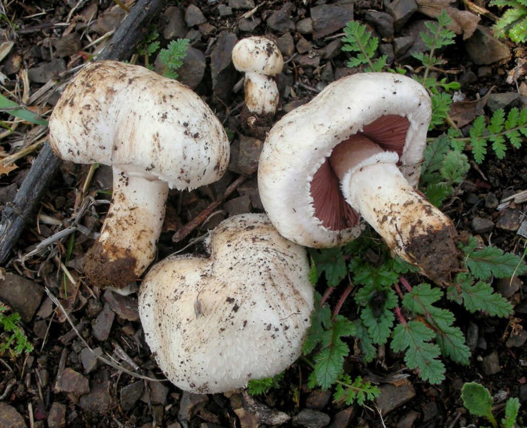 UK-Based Online Shops for Psychedelic Mushrooms