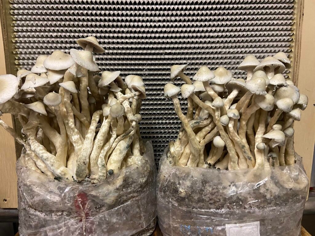 Where to Buy Mushroom Kits Near Brisbane | Beginner’s Guide