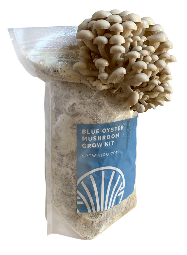 Guide to Purchasing Fresh Magic Mushrooms in Britain