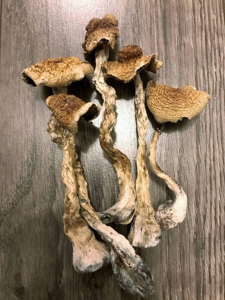 Unlock Mystical Journeys: Fast Dried Magic Mushrooms to Your Door!